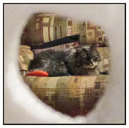 Inside the circle of the tube we see the cat and brush and the back, seat cushion and armrest of the the couch that he is sitting on.